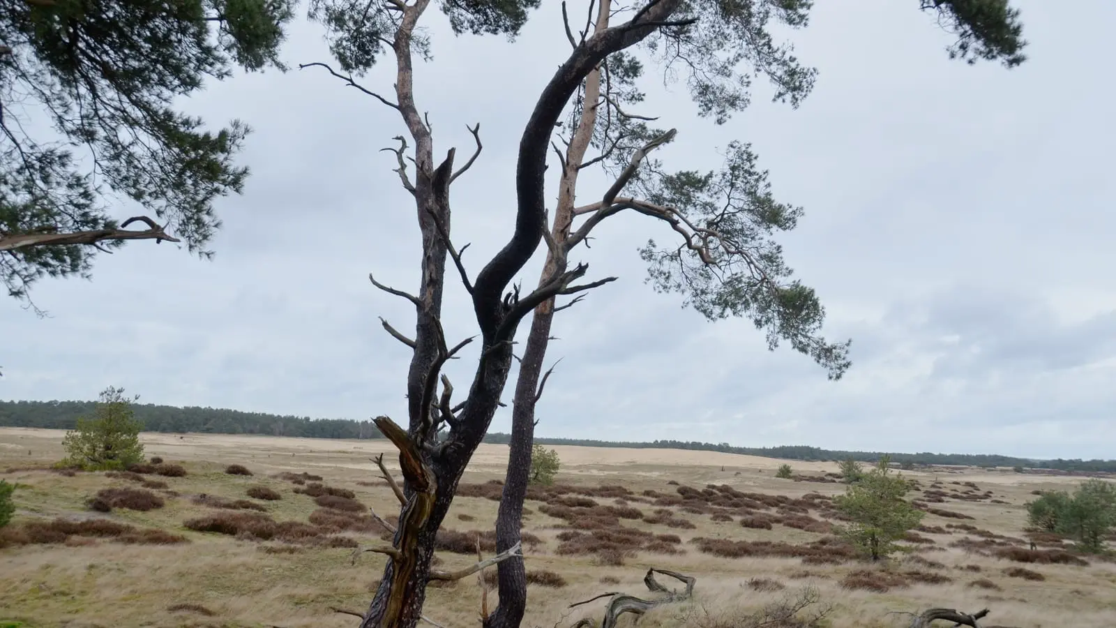 Dode vliegden op de zandverstuiving in Nationaal Park De Hoge Veluwe