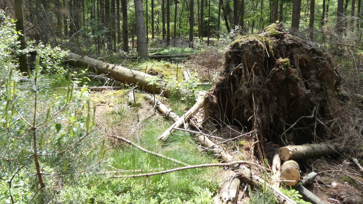 Omgevallen boom met kluit in het Amerongse Bos