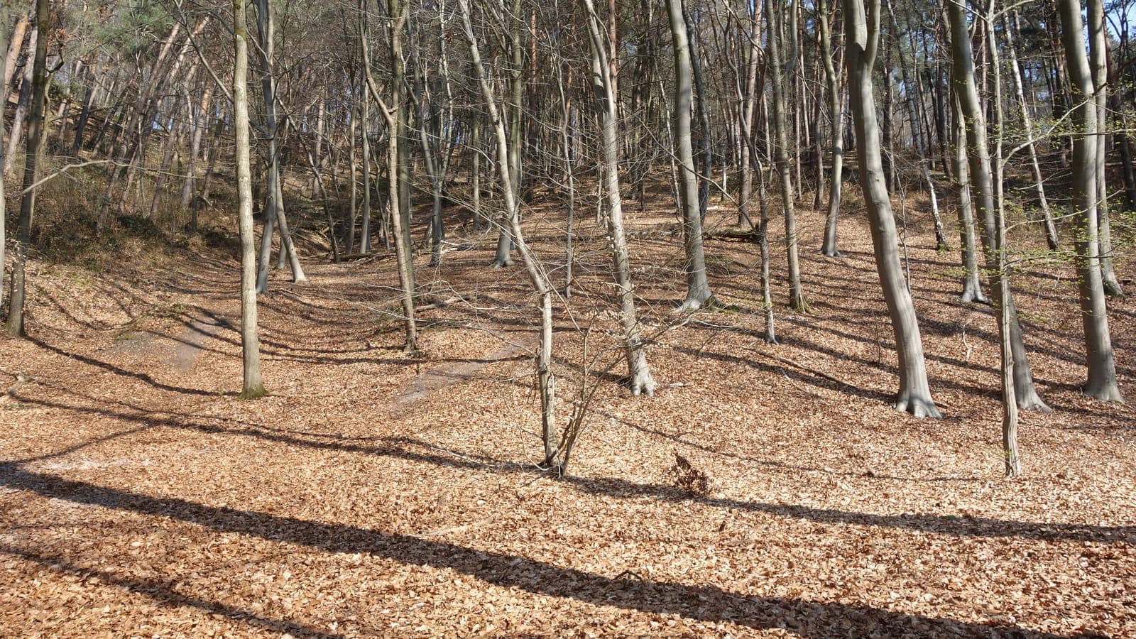 Hellingbos met beuken en bladerdek in het Stammenderbos