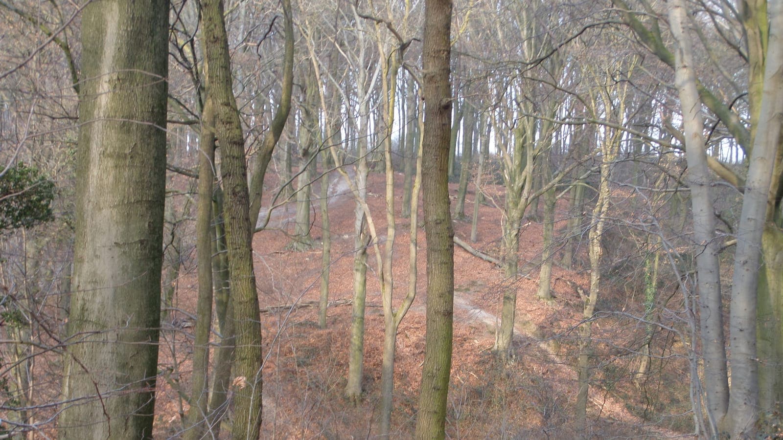 Kale beuken op een helling in het Stammenderbos