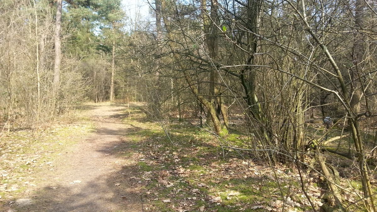 Zandpad door open loofbos in Boswachterij Dorst