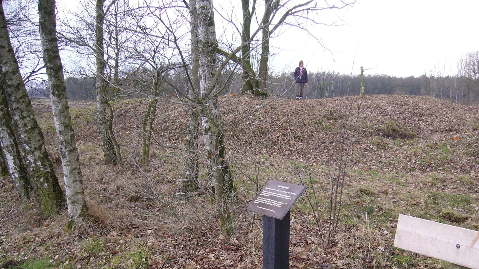 Jonge berken op een heideterrein bij Horst aan de Maas