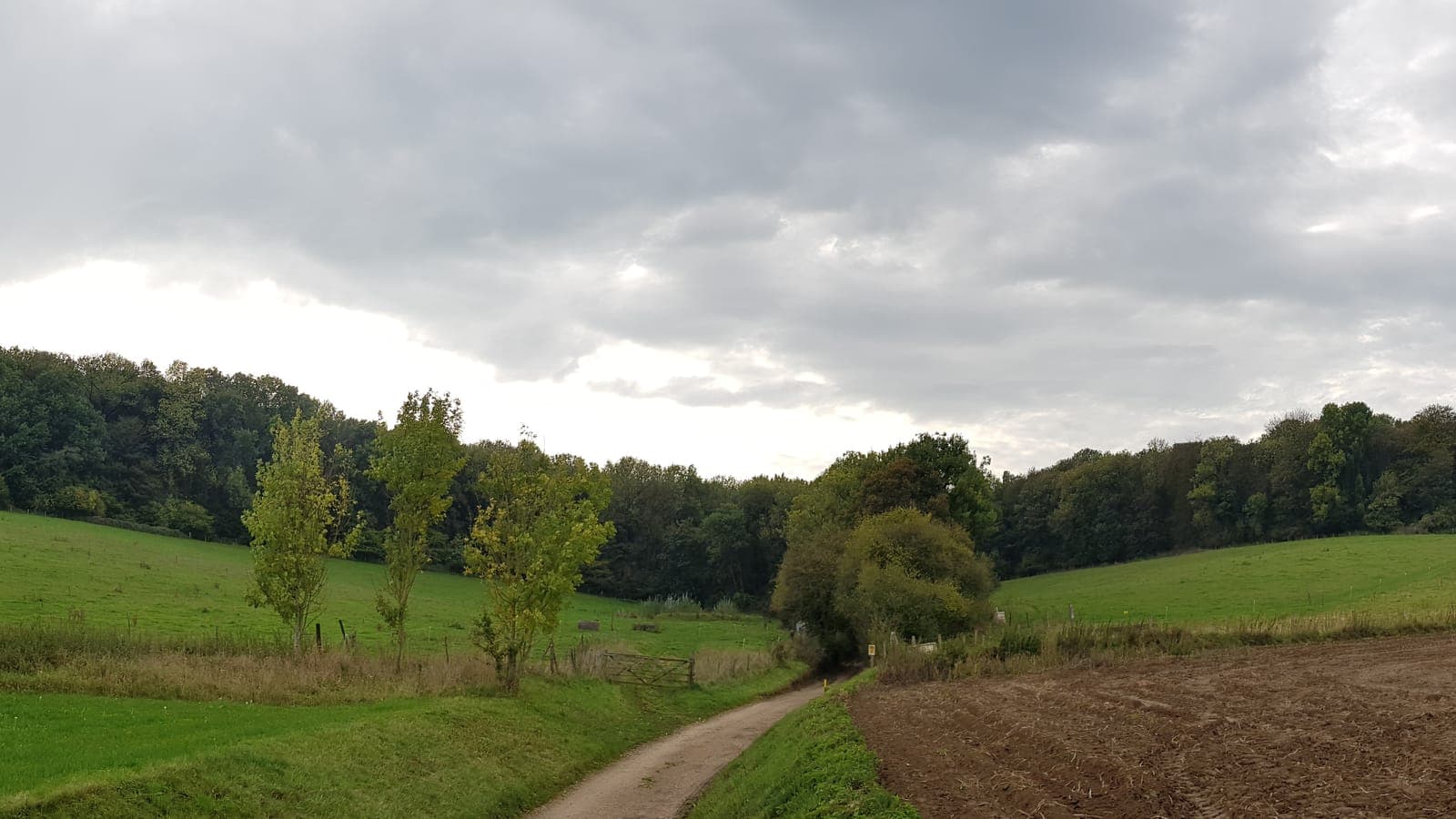 Glooiend akkerland met bosrand bij Margraten