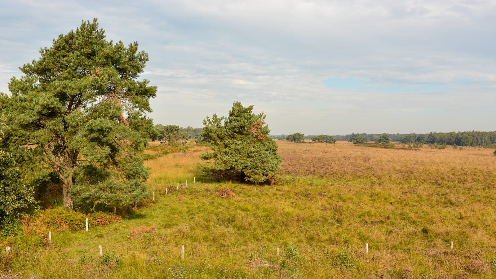 Heideveld met verspreide dennen in De Groote Peel
