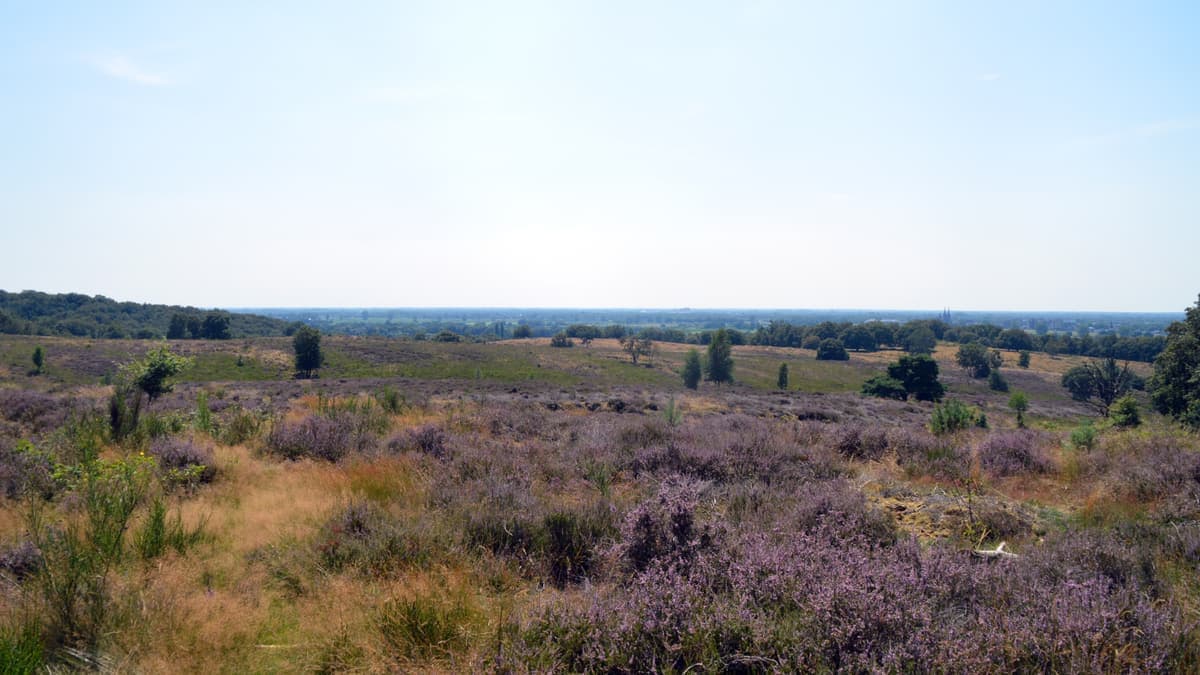 Bloeiende heide met uitzicht vanaf de stuwwal op de Mookerheide
