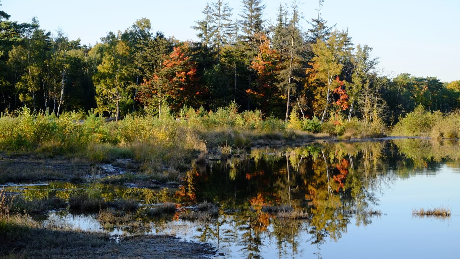 Herfstbomen aan het water op de Brunssummerheide
