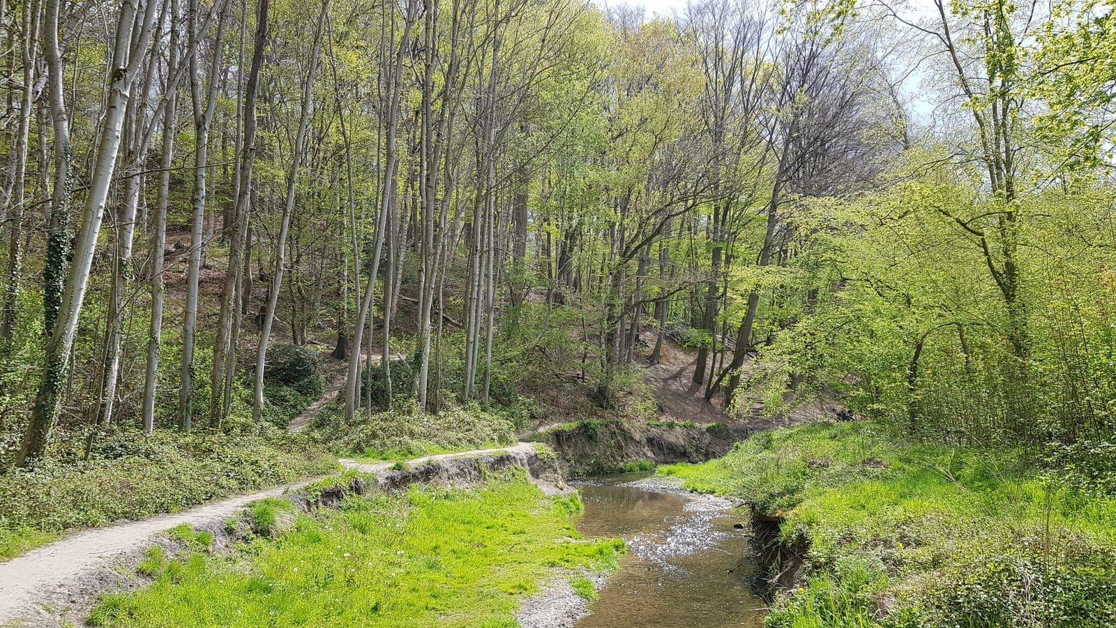 Beek met kaal loofbos in het Hambos