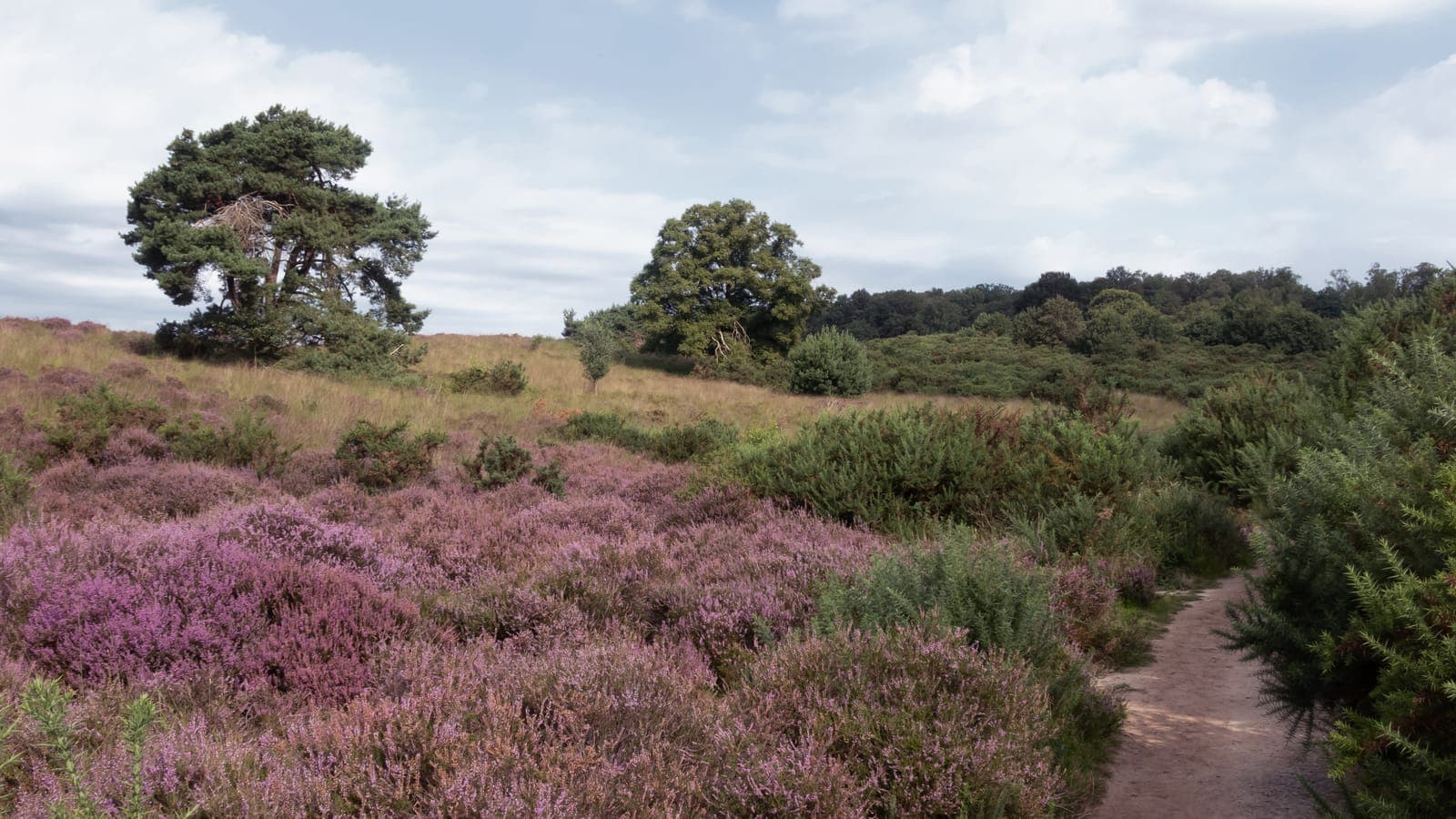 Smal zandpad door paarse bloeiende heide op de Posbank