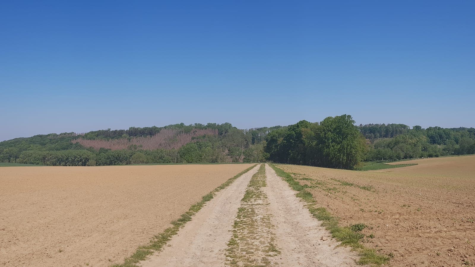 Onverharde veldweg tussen akkers bij het Hoogbos