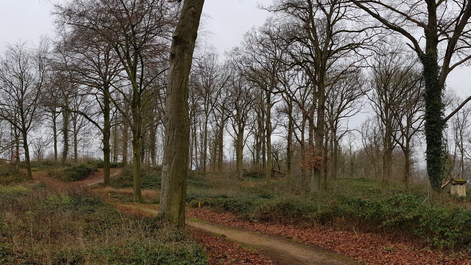 Pad door hellingbos met beuken in het Polferbos