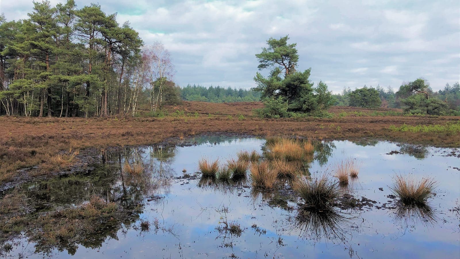 Heidelandschap met ven op de Hooge Heide op de Veluwe