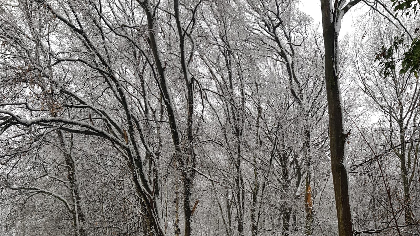 Besneeuwd bos in het Vijlenerbos bij Vijlen