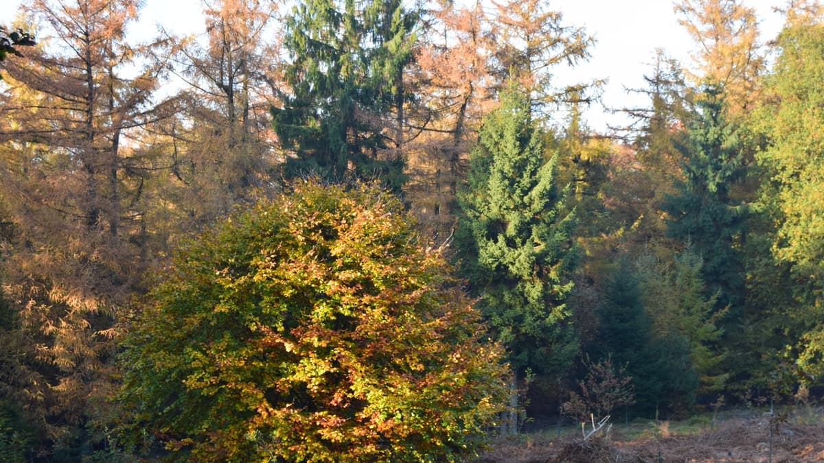 Zonlicht tussen de bomen in het Bergherbos op het Montferland