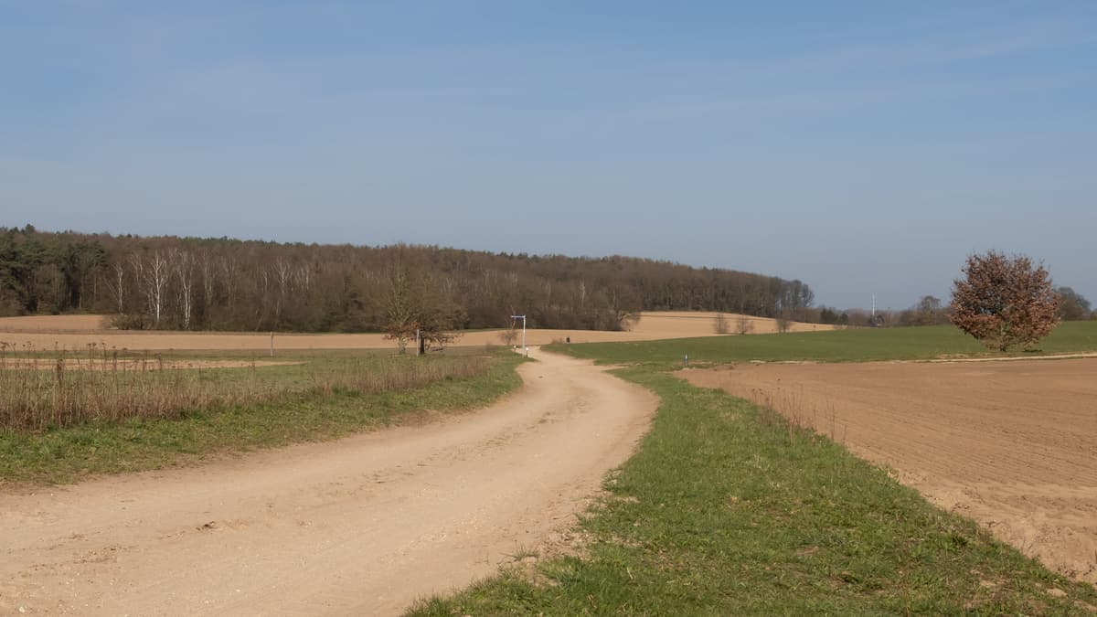 Zandpad langs een akker met op de achtergrond de bosrand van het Montferland
