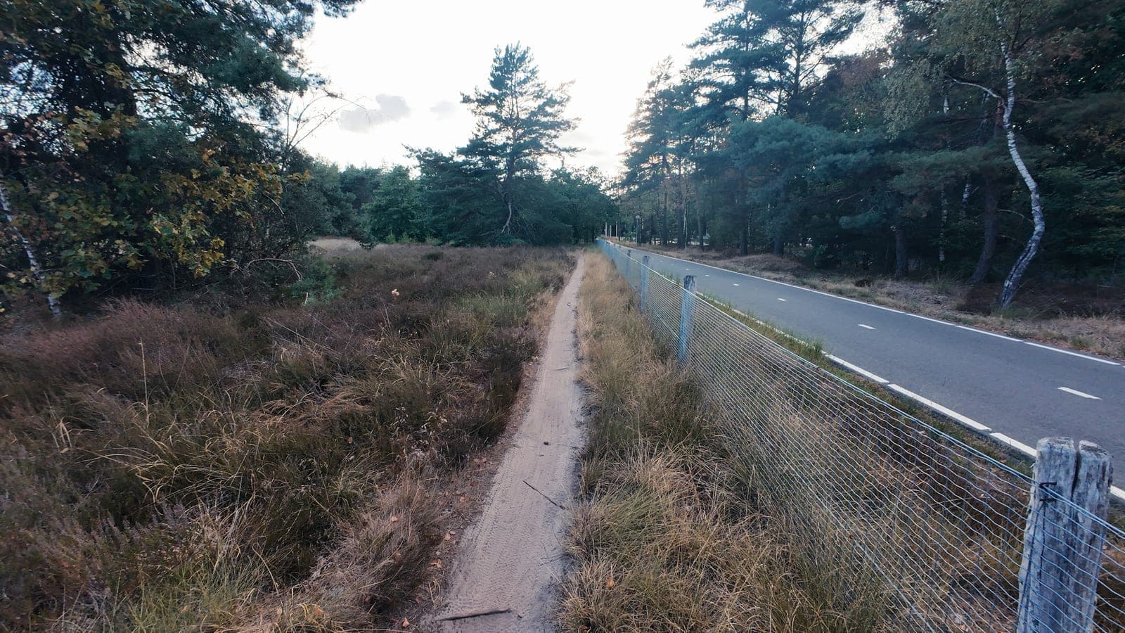 Zandpad naast een asfaltweg met wildraster, tussen heide en dennen in het avondlicht