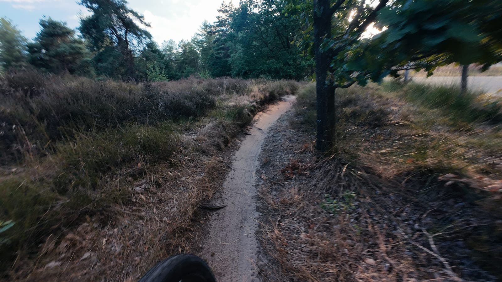 Bochtig zandpad langs een jonge eik, heide aan weerszijden