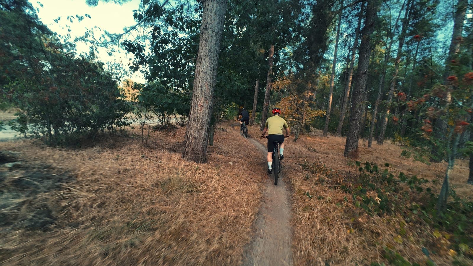 Twee mountainbikers rijden een bospad in tussen dennen met rode lijsterbessen