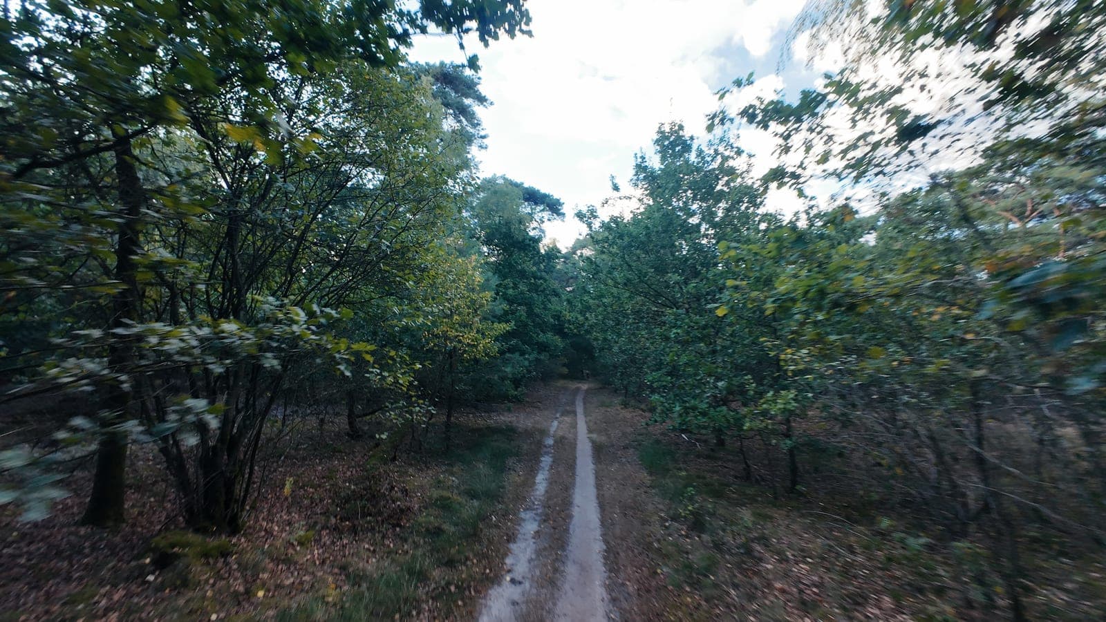 Bochtige singletrack tussen berken en eiken in de schemering