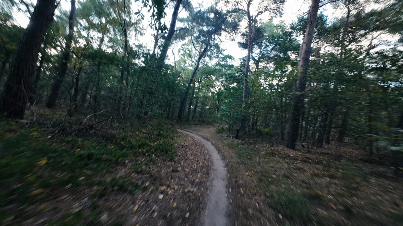 Bochtige singletrack met avondlicht door het bladerdak