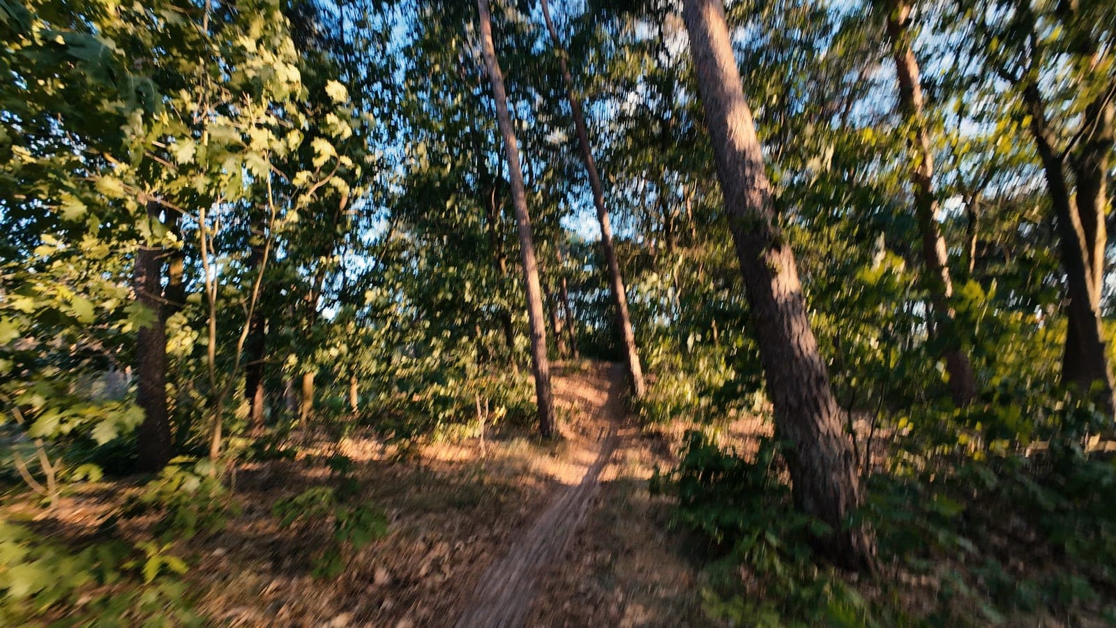 Ingegraven singletrack die licht klimt tussen eikenbomen, gevlekt avondlicht