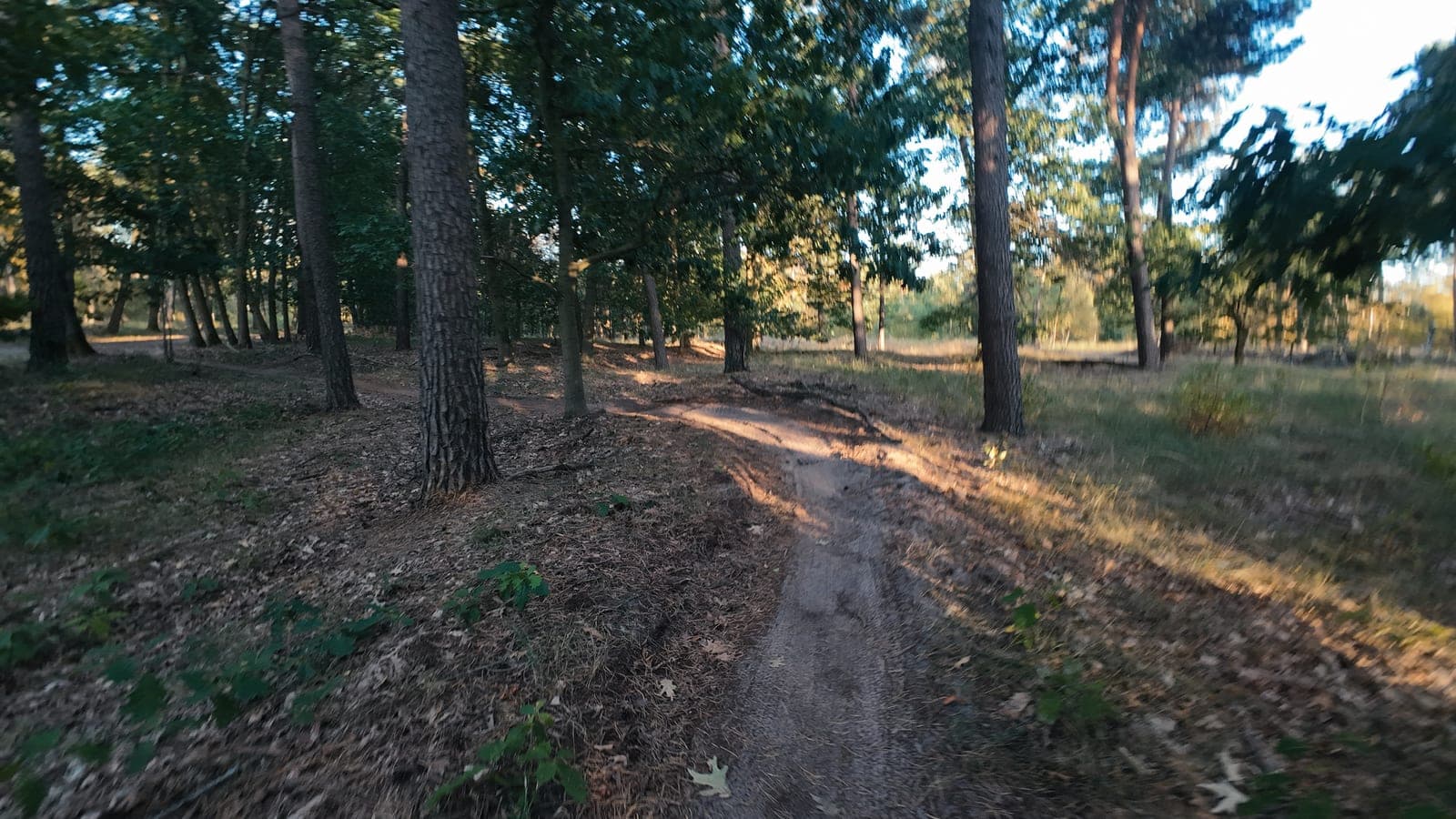 Breed zandpad door open dennenbos aan de rand van een heideveld, avondlicht