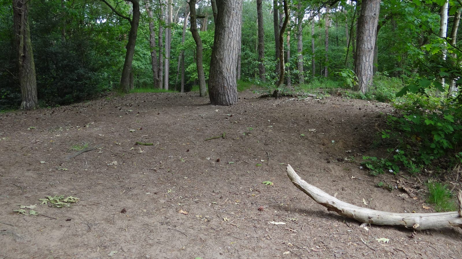 Zandige open plek tussen bomen in het Loohuisbos