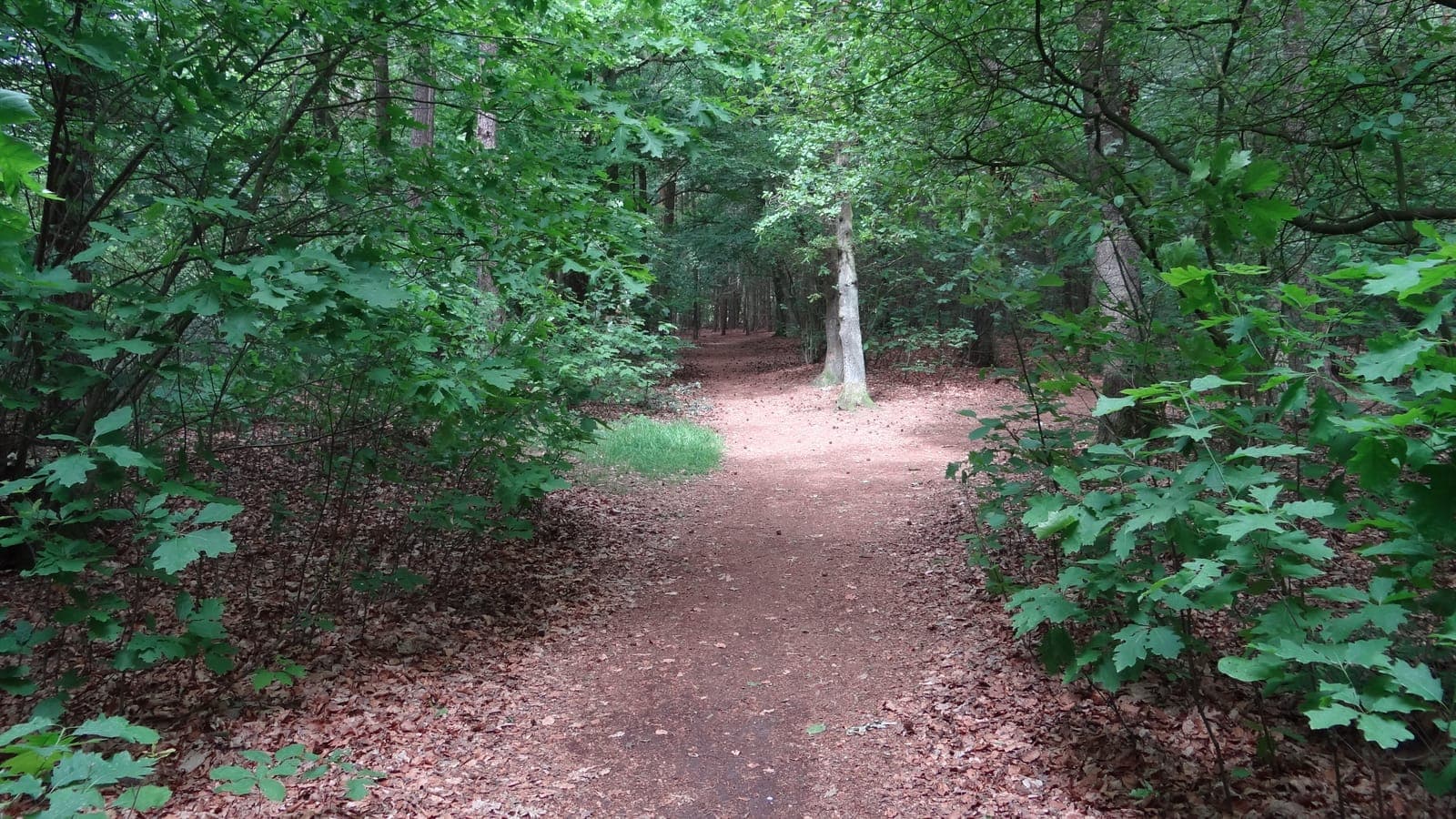 Zandpad door loofbos in het Loohuisbos