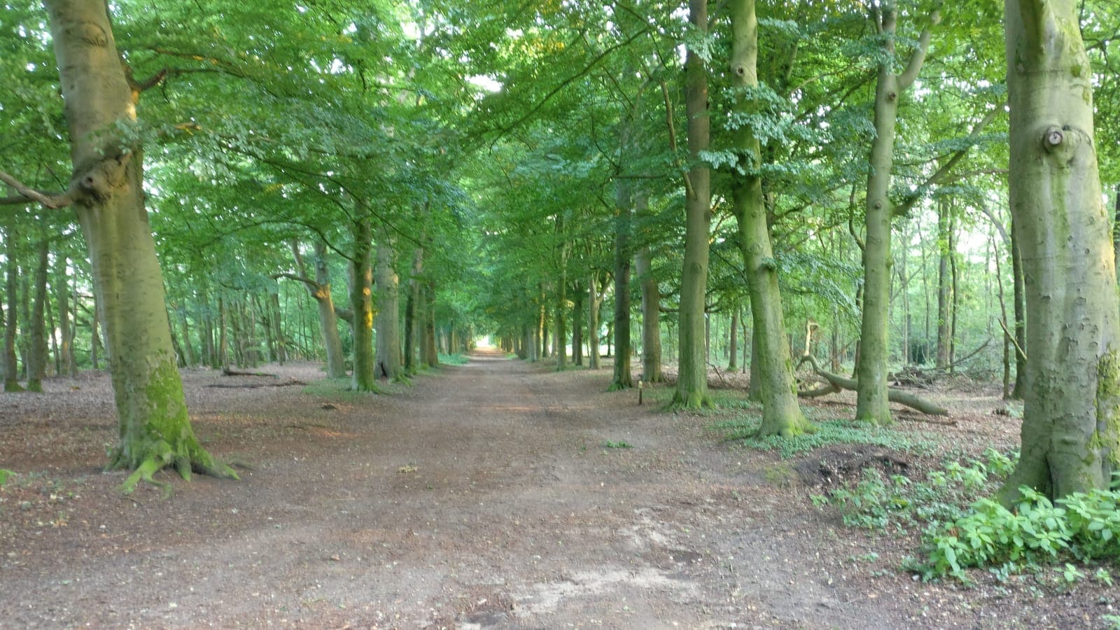 Brede zandweg door een dubbele beukenlaan in het Amerongse Bos