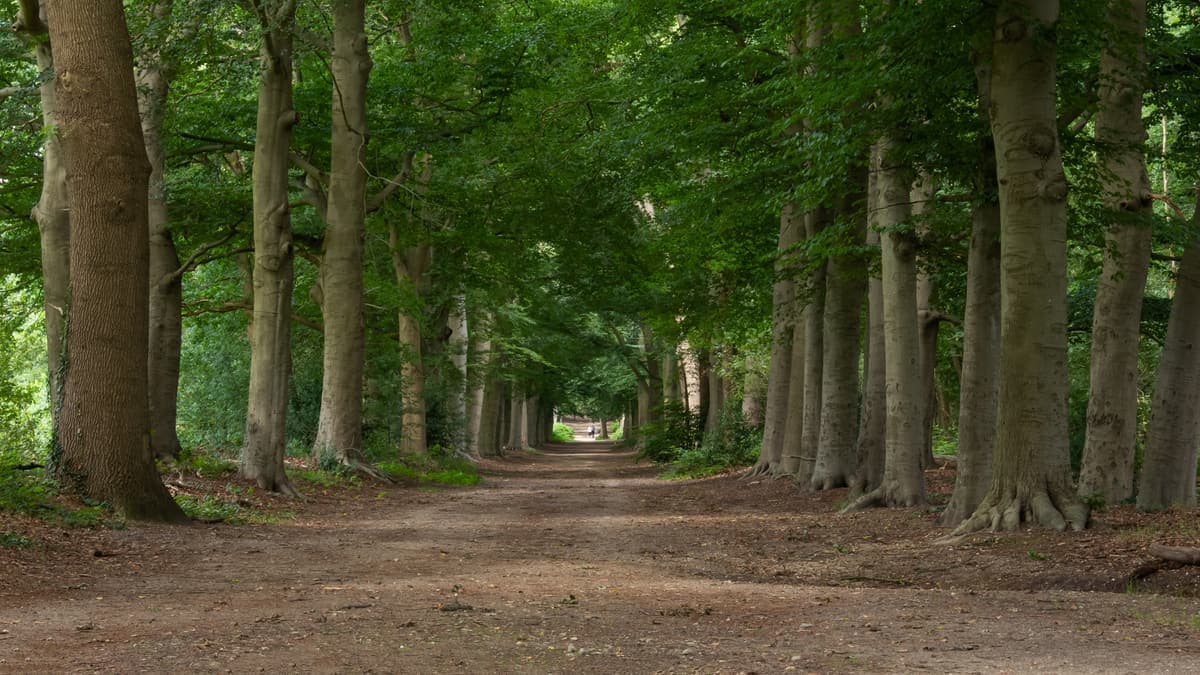 Bospad door het Amerongse Bos tussen Amerongen en Elst