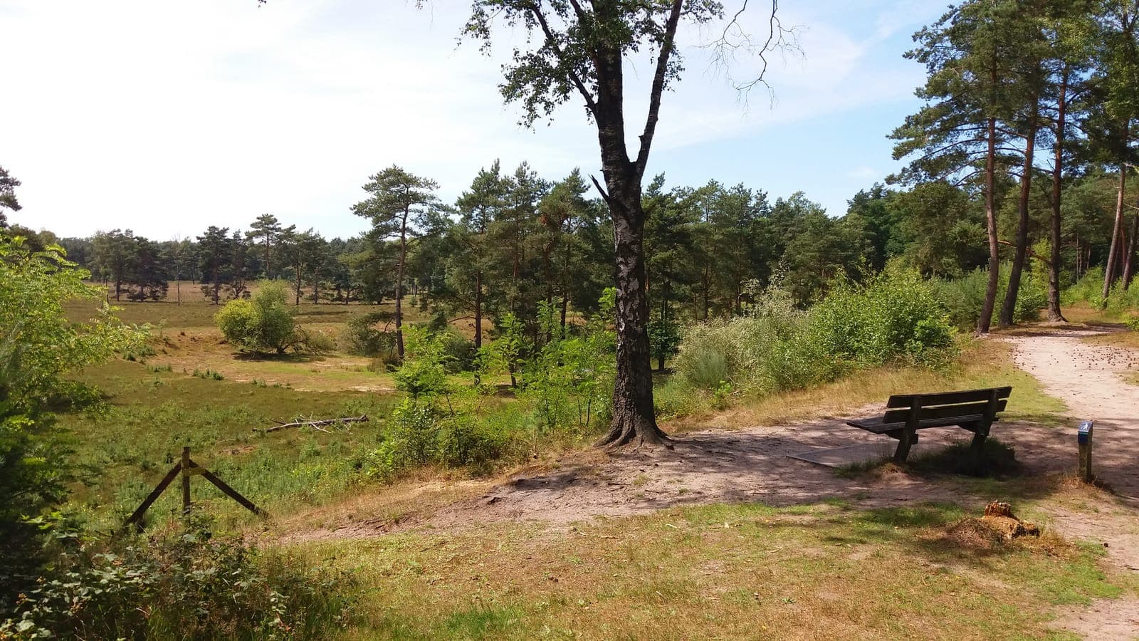 Open zandvlakte met dennen in het Zeisterbos bij Austerlitz