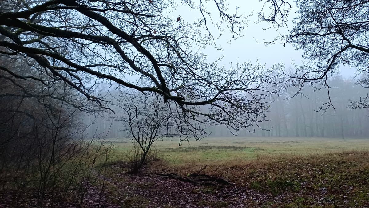 Mistige heide met kale bomen in Boswachterij Austerlitz
