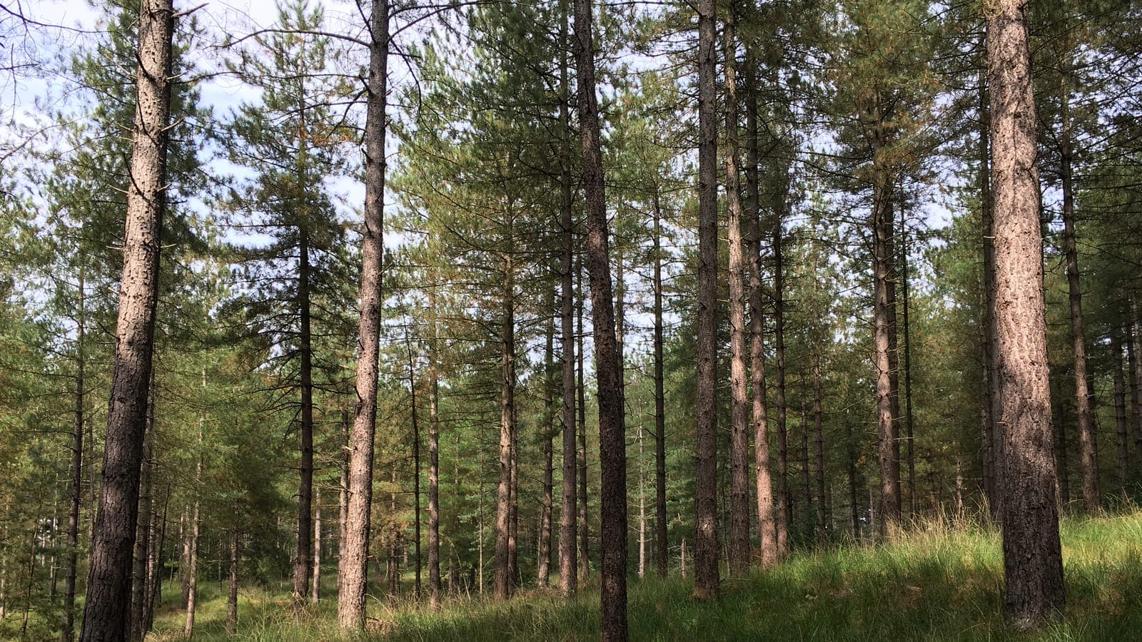Grove dennen met gras op de Brabantse Wal