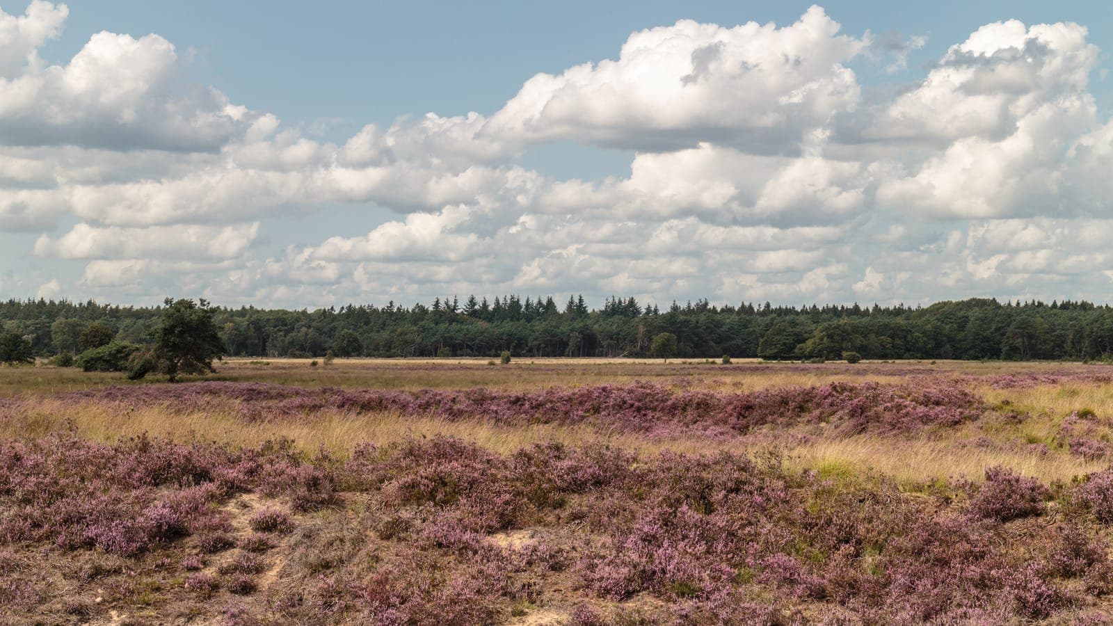 Bloeiende paarse heide in Nationaal Park Dwingelderveld