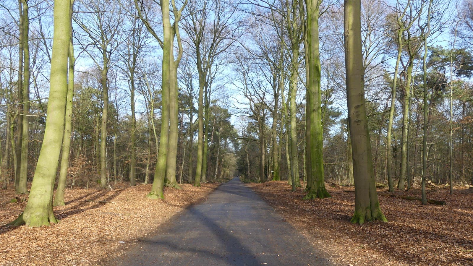 Pad tussen hoge beuken in Boswachterij Dorst