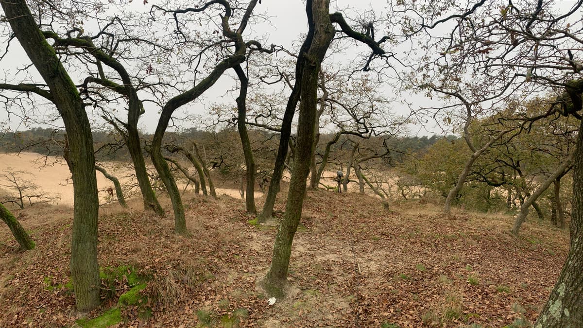 Stuifzand met bomen in de Loonse en Drunense Duinen