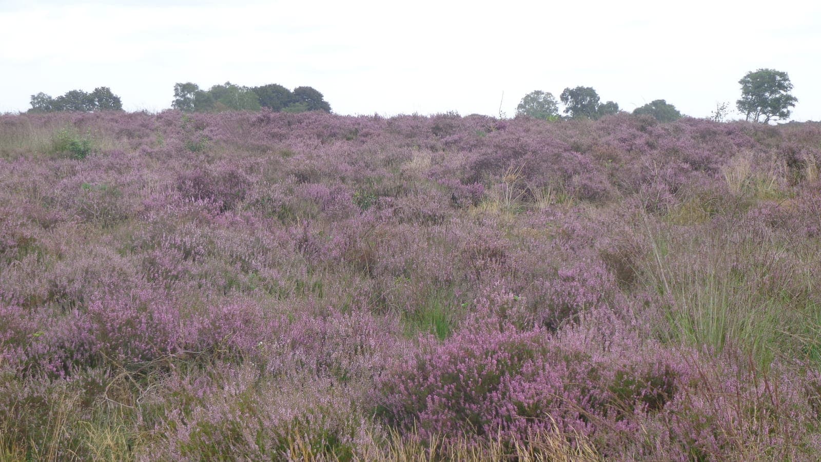 Paars bloeiende struikheide op de Ginkelse Heide