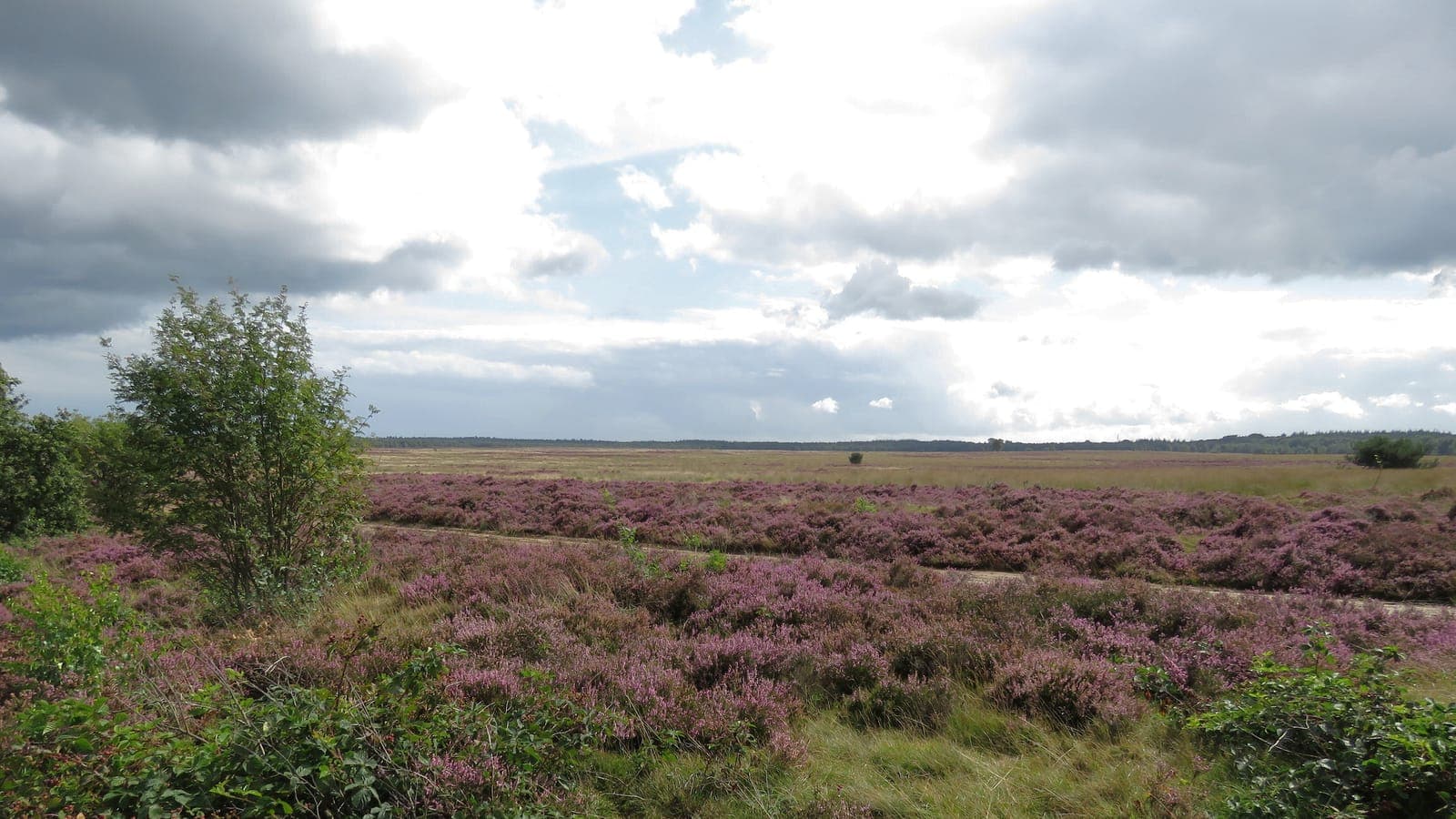 Uitgestrekte heide met bosrand op de Ginkelse Heide