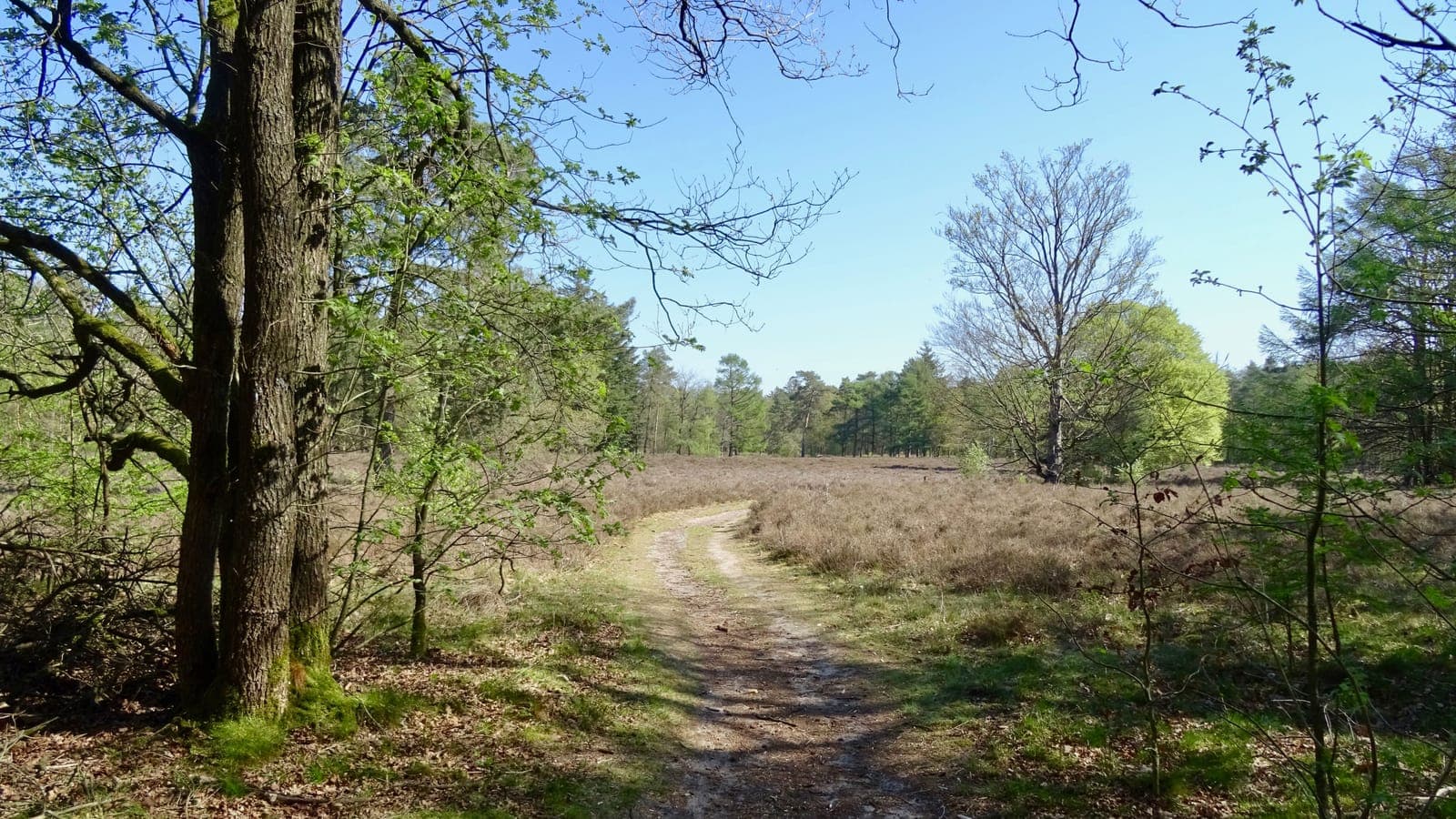 Zandpad door heide en bos in het Noordbargerbos