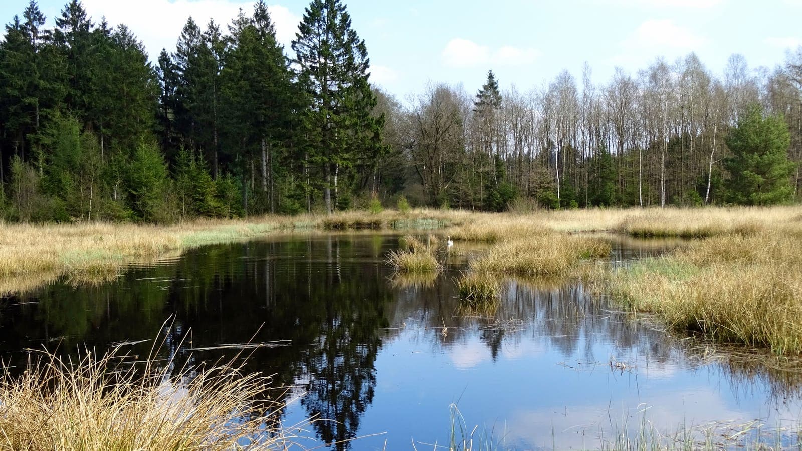 Vennetje omzoomd door bos in het Gasselterveld