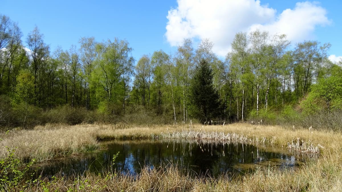 Ven met rietkraag en bosrand in het Gasselterveld