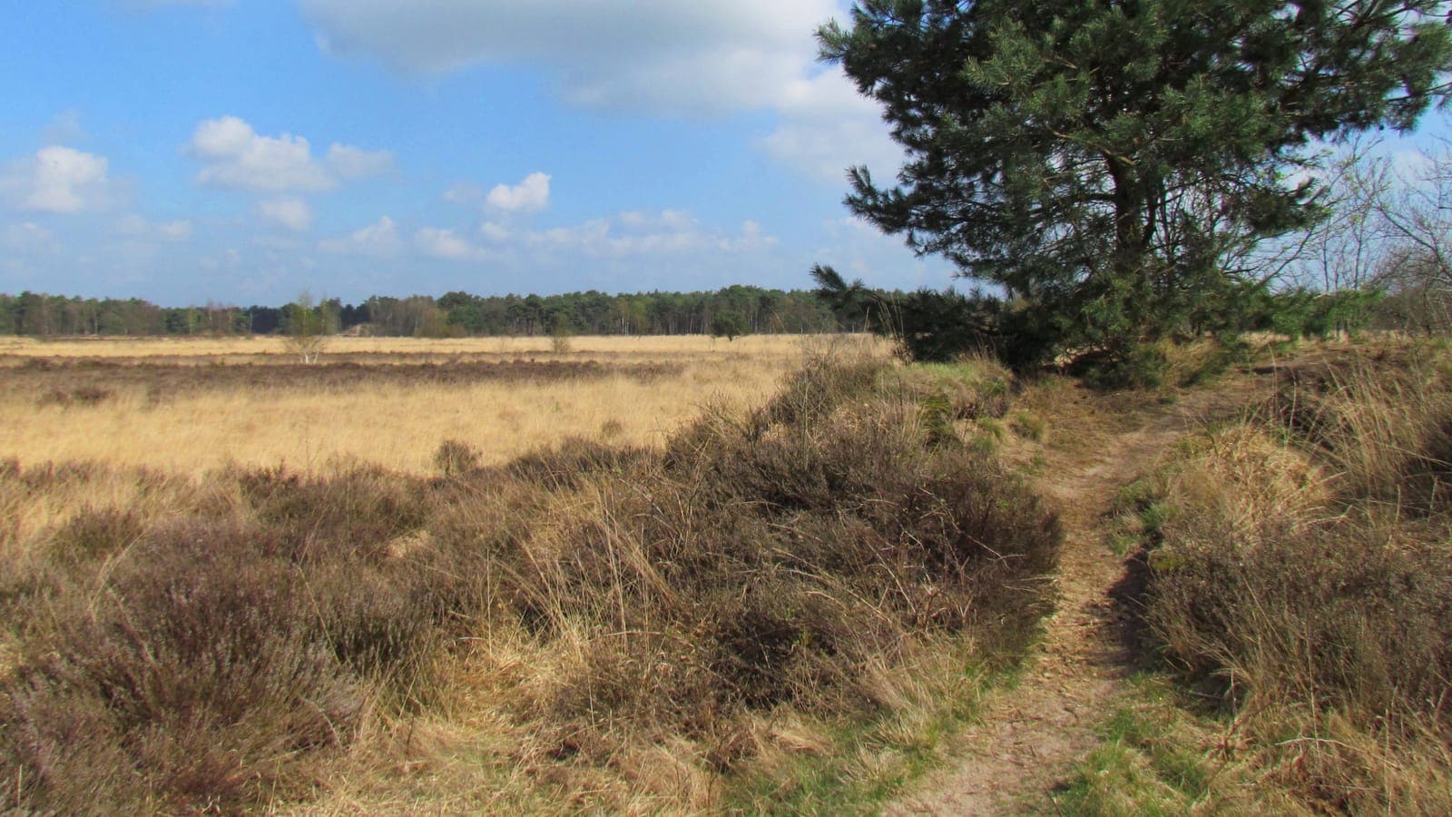 Heide met een vliegden op de Gorsselse Heide