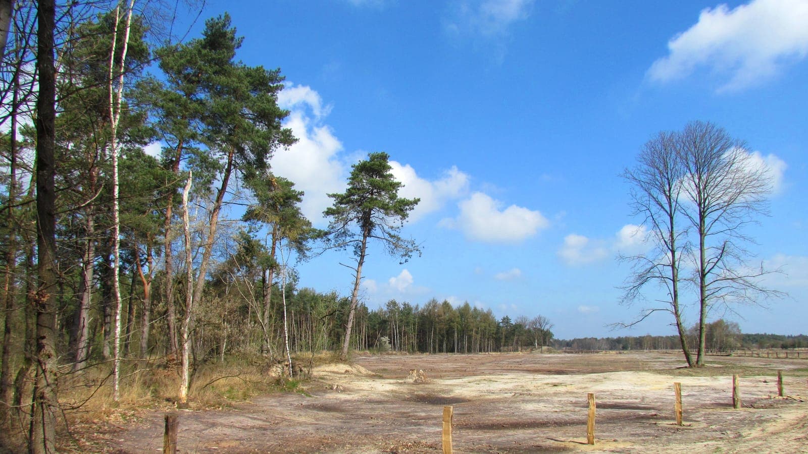 Open zandvlakte met dennen op de Gorsselse Heide