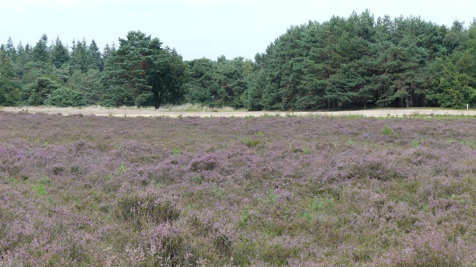 Bloeiende heide met naaldbosrand op de Strabrechtse Heide
