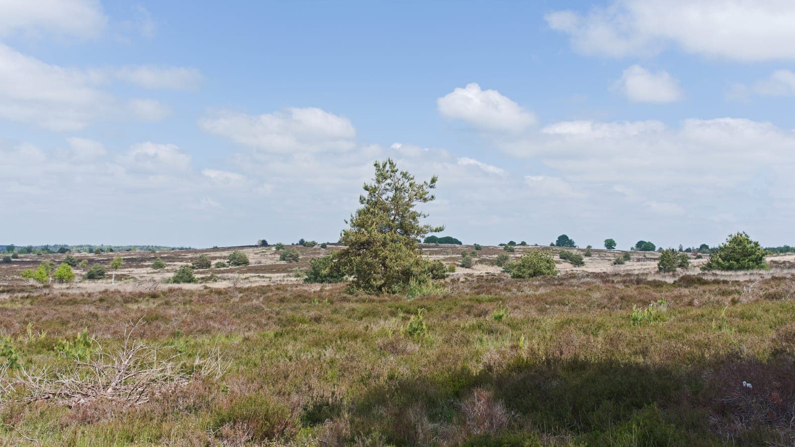Heide met open zandplekken op de Haarlerberg in de Sallandse Heuvelrug