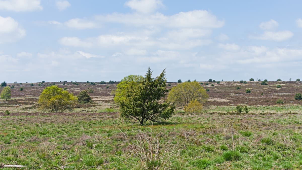 Uitgestrekte heide met vliegden in de Sallandse Heuvelrug