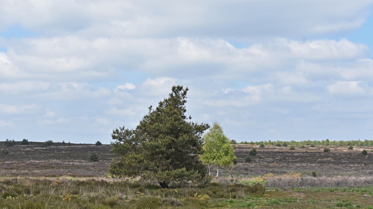 Vliegden op de heide van de Sallandse Heuvelrug