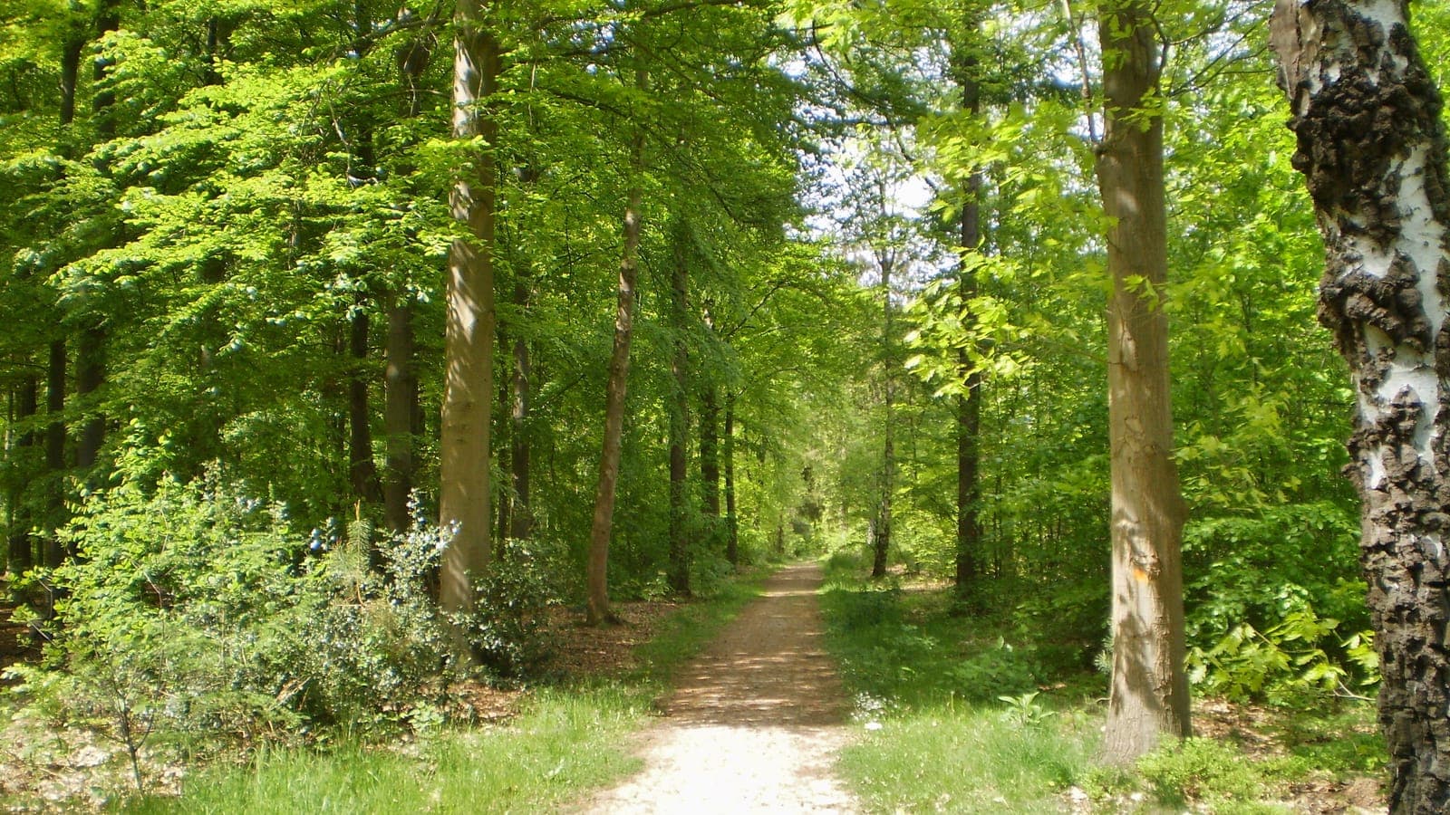 Zandpad tussen hoge beuken in het Roosterbos