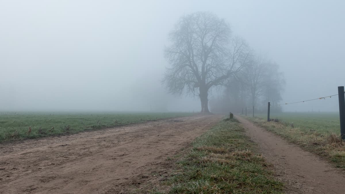 Bospad in de mist op de Lochemse Berg