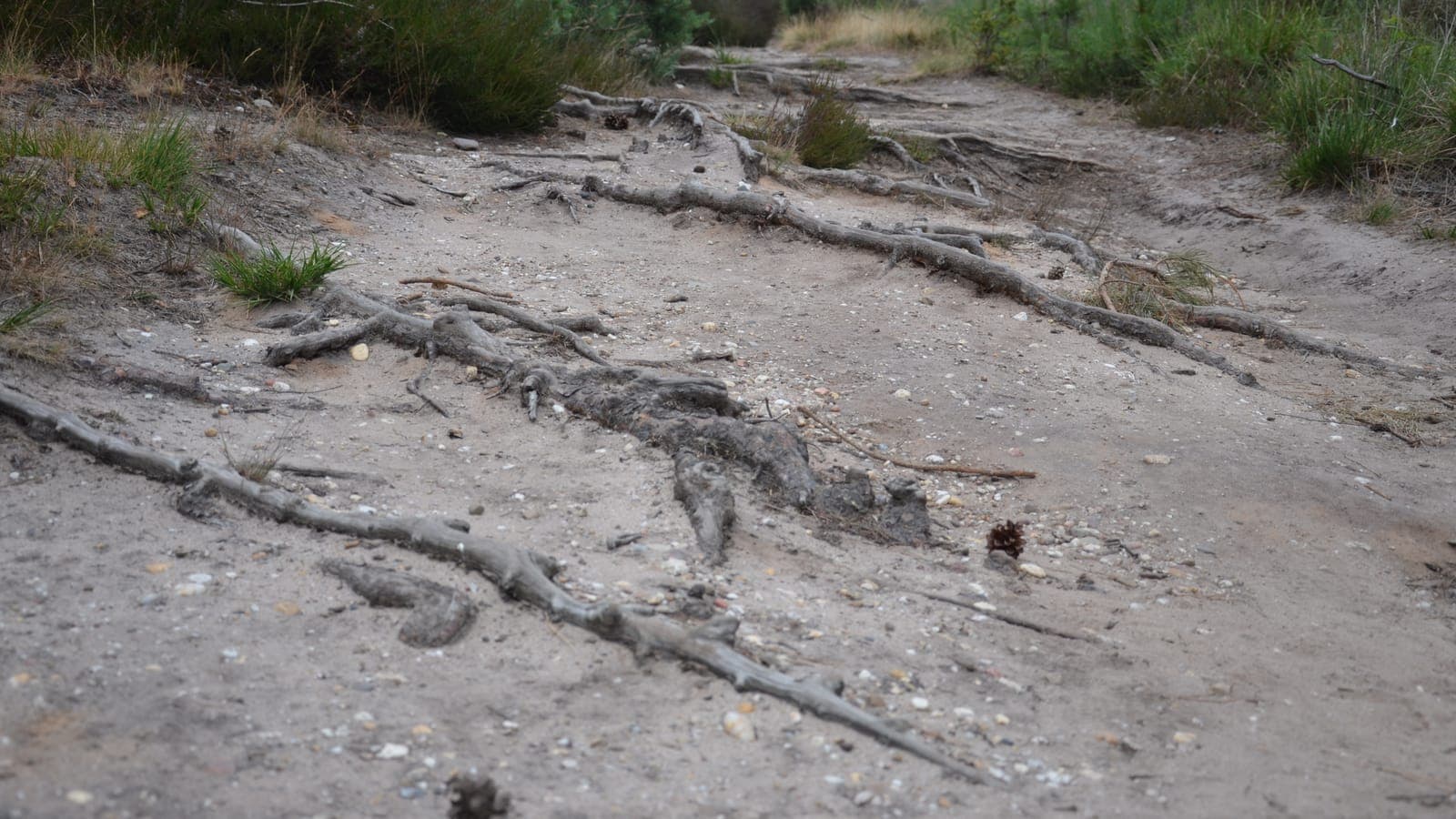 Blootliggende boomwortels op een zandpad op de Mookerheide