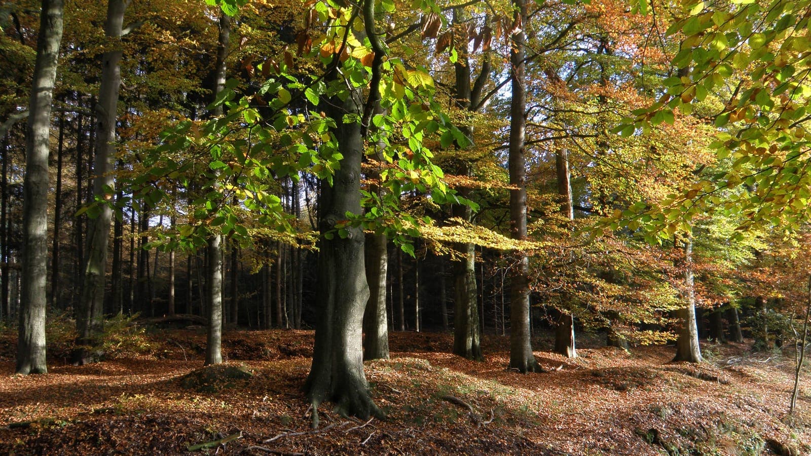 Beukenbos met bruin bladerdek op de Veluwe